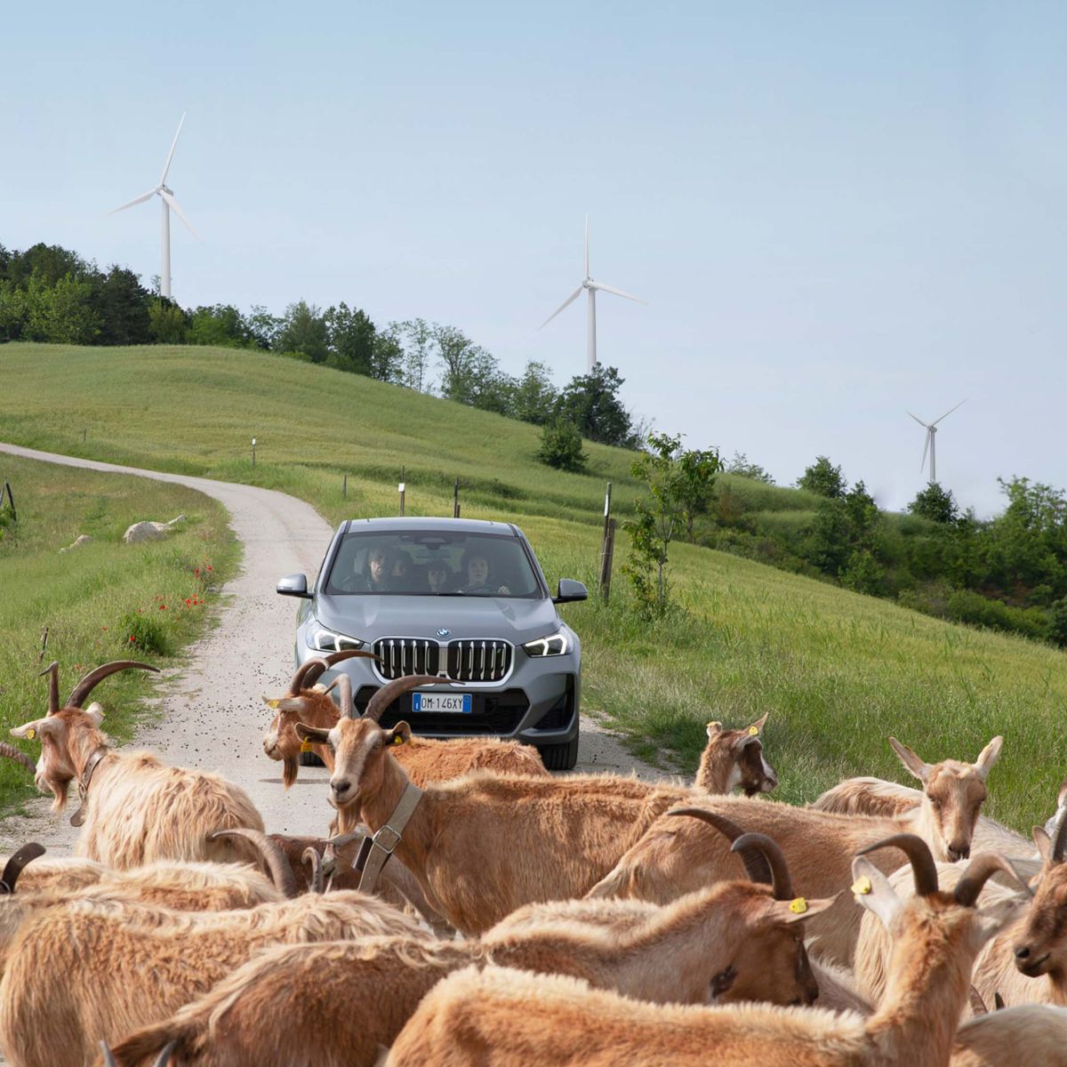 Un paesaggio collinare con pale eoliche sullo sfondo, in primo piano un’auto viene bloccata da un gregge di capre sulla strada. 