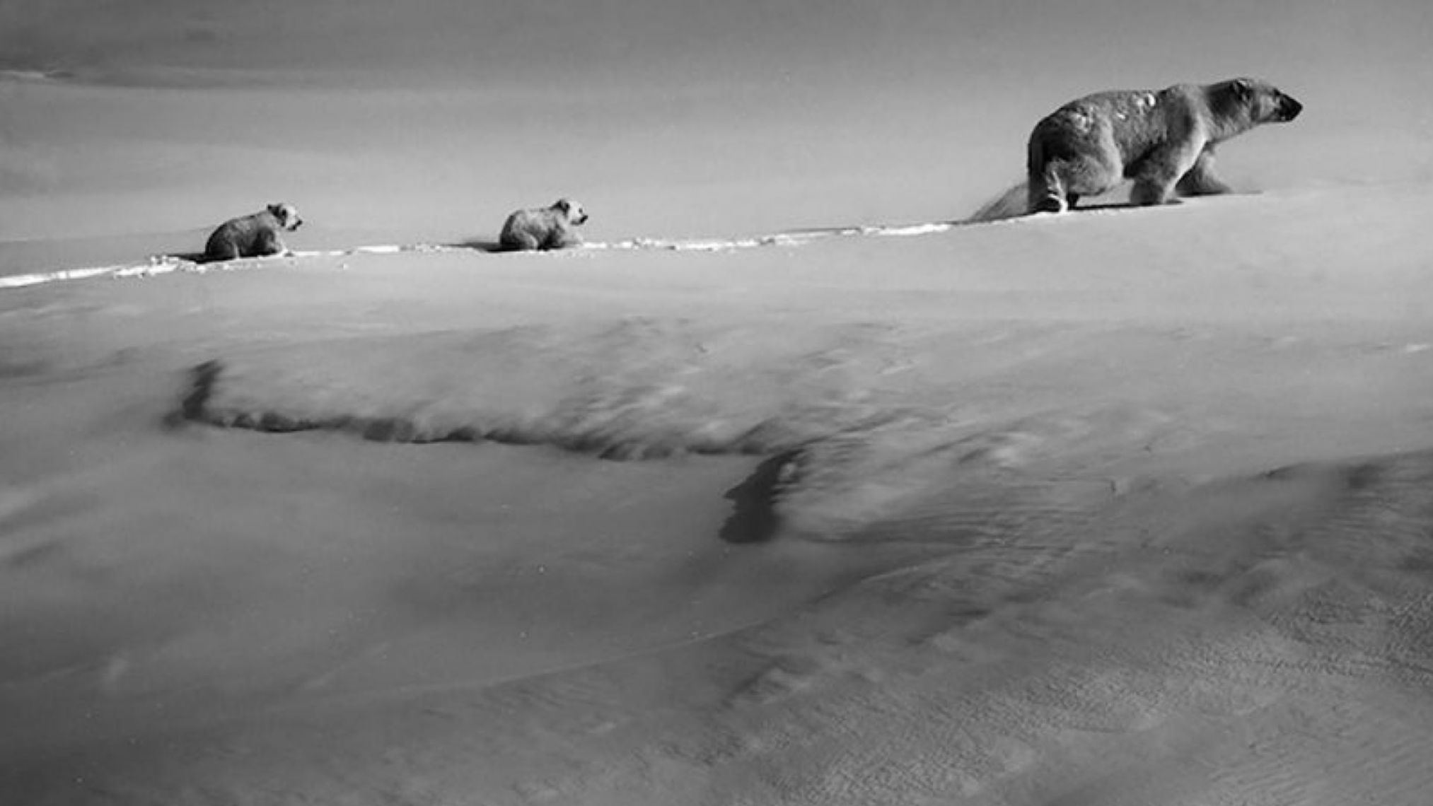 Plenitude, Énergie, Électricité, Laurent Baheux - Sauver les animaux, c’est nous sauver nous - mêmes