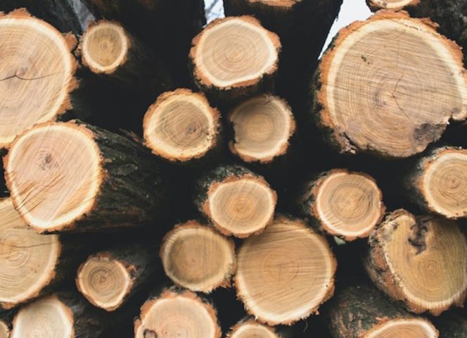 Comment Est Produite La Biomasse - Plenitude, En Lumière Magazine de l'énergie et de l'écologie