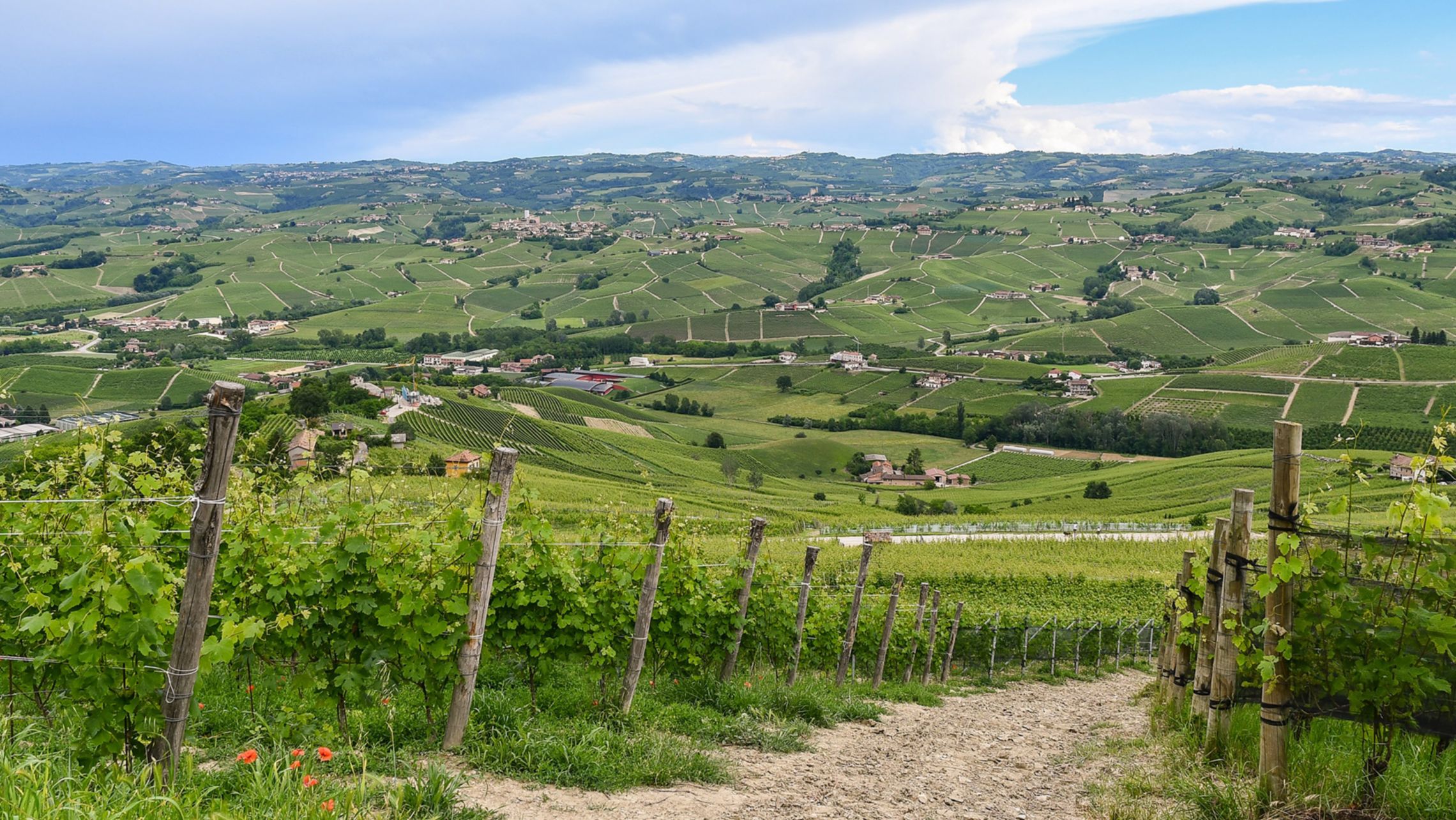 Elevated view of the Langhe vineyard landscape, Unesco World Heritage Site