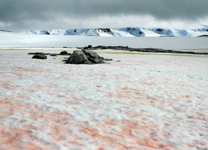 Plenitude, énergie, écologie, neige rouge, neige de pastèque, algue de neige